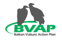 Vulture day